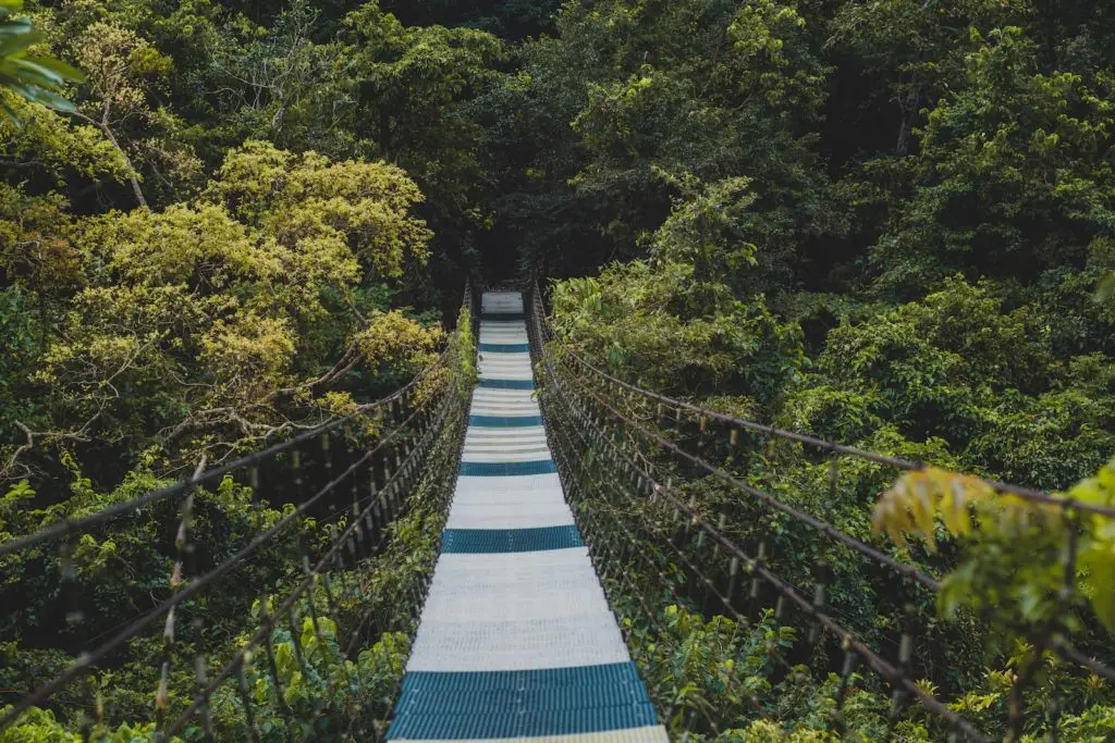 blue and white bridge in the middle of green trees